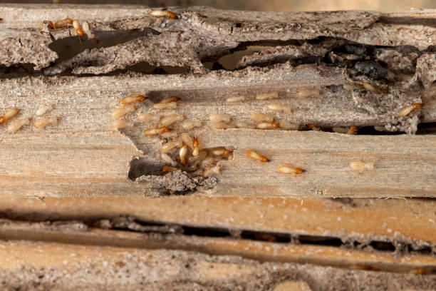 Best Pest Control Near Me  in Titusville, PA