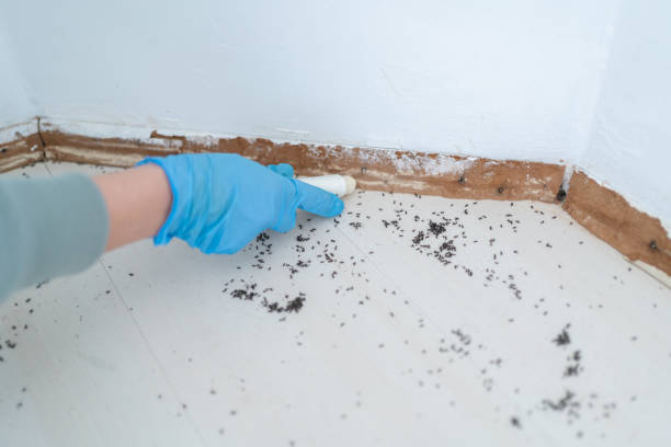 Wasp Removal Services in Titusville, PA